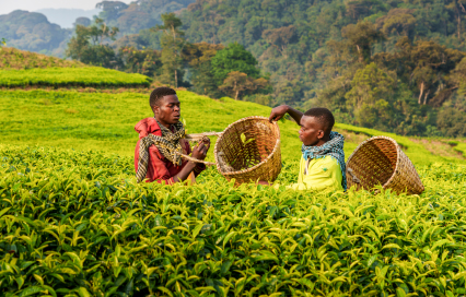 Rwanda Tea and Coffee – A Journey Through the Land of a Thousand Hills