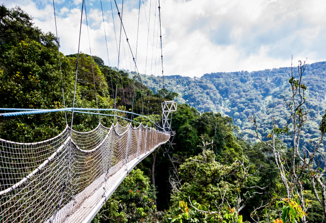 Walkway canopy tour, bridge in the rain forest, Rwanda, Nyungwe National park