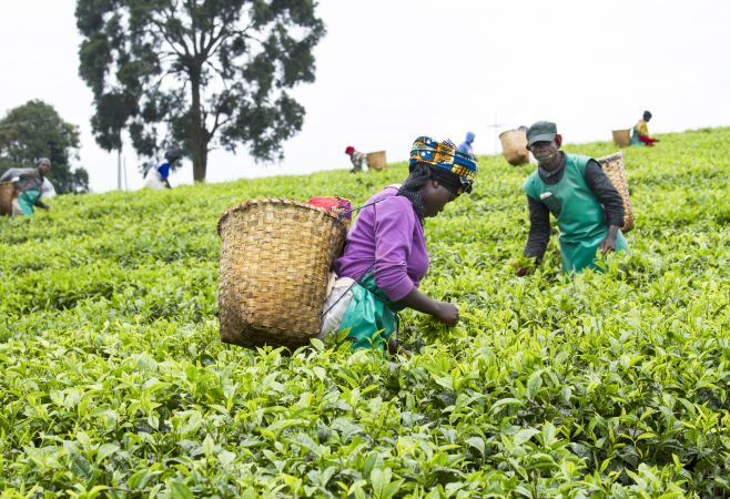 Tea is export item of Rwanda