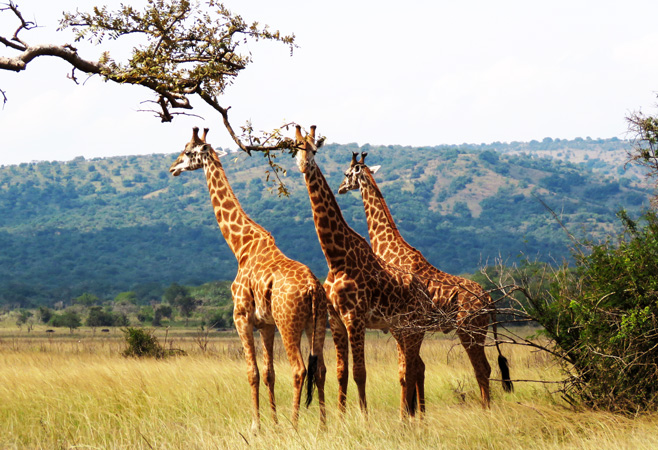 Giraffe Family. Akagera National Park
