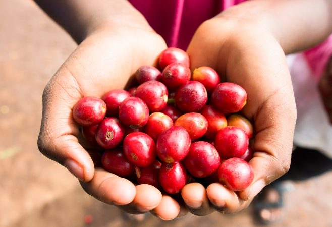 Red coffee cherries at the Liza coffee cooperative in the Lake Kiva region of Rwanda 