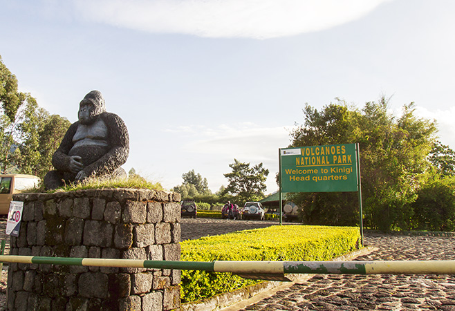 Gorilla trekking in Volcanoes National Park