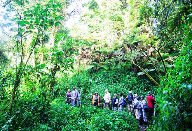 An eSIM card in Rwanda is more convenient when going on a gorilla trek.