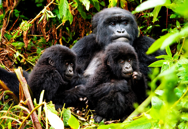 Female Gorilla and her twins in Rwanda Africa