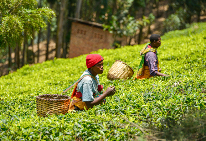 Tea in a Rwandan tea plantation