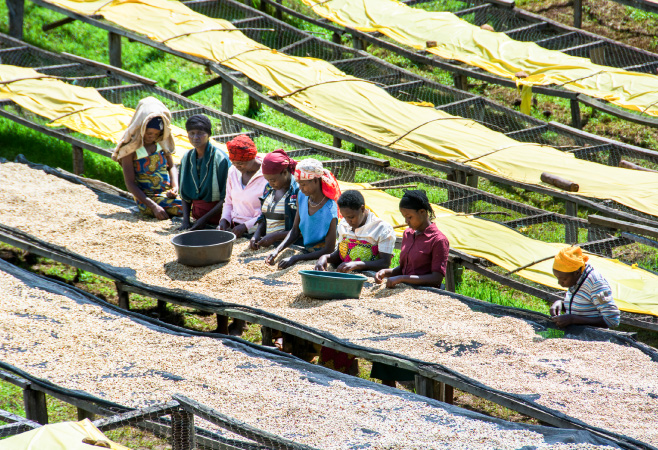 Coffee day laborers picking over the red coffee cherries in the Lake Kivu region of Rwanda