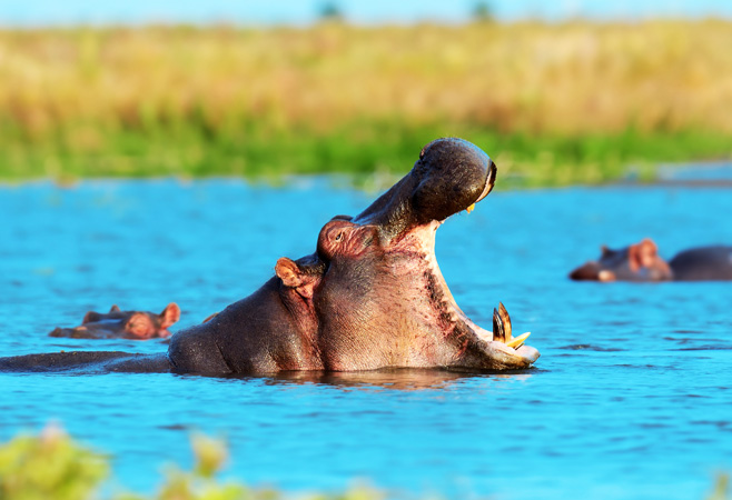 Hippo family