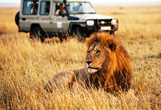 A safari vehicle passes by a lion