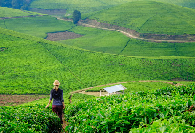 Caucasian woman walking through tea plantation field in Rwanda, Africa