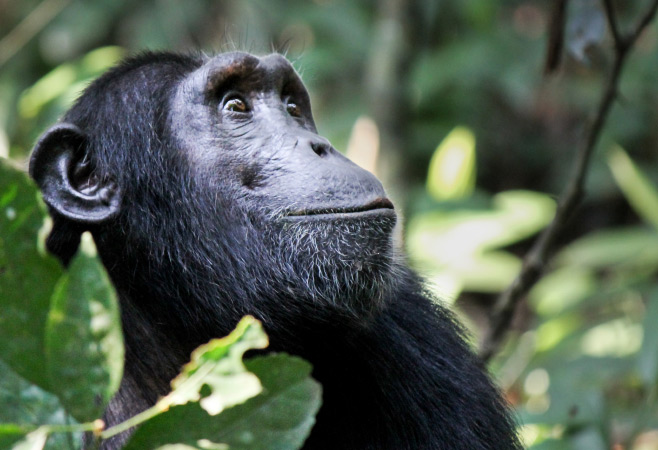 Chimpanzees in Nyungwe Forest