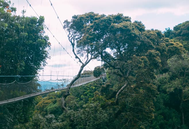Canopy bridge over the forests at Nyungwe National Park, Rwanda