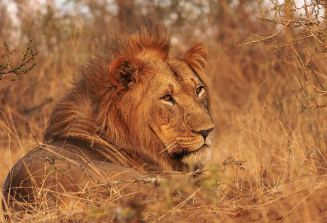 Big lion in Akagera National Park, Rwanda