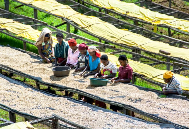 Coffee day laborers picking over the red coffee cherries in the Lake Kivu region of Rwanda