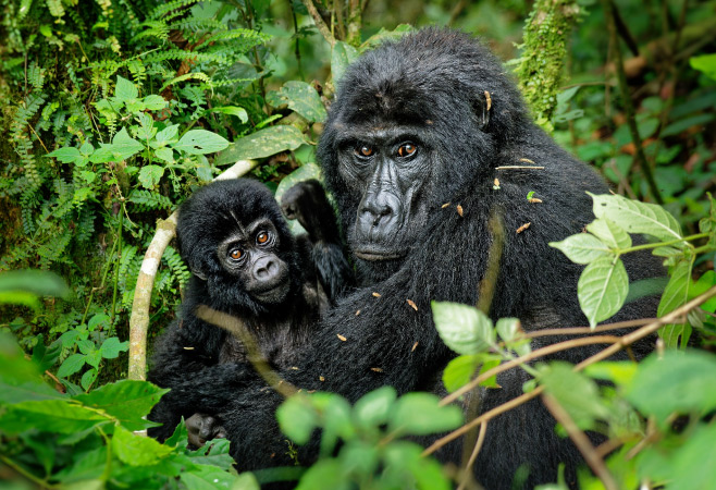 Eastern Gorilla - Volcanoes National Park