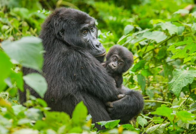 Gorillas in Forest National Park