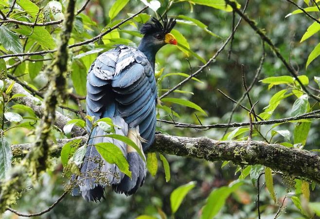 Great blue turaco, Turaco, Rainforest Rwanda 