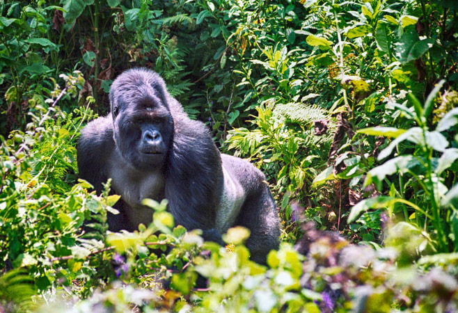 Mountain gorilla, Volcano National Park, Rwanda