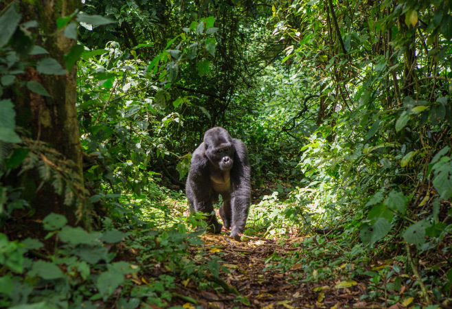 Mountain gorillas in the rainforest