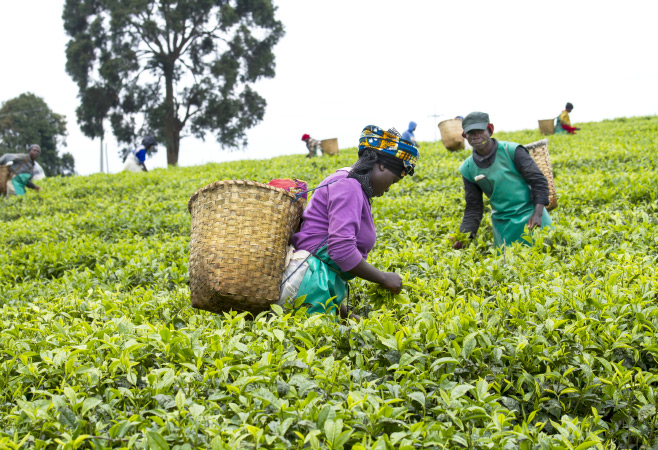 Rwandan workers at a tea plantation