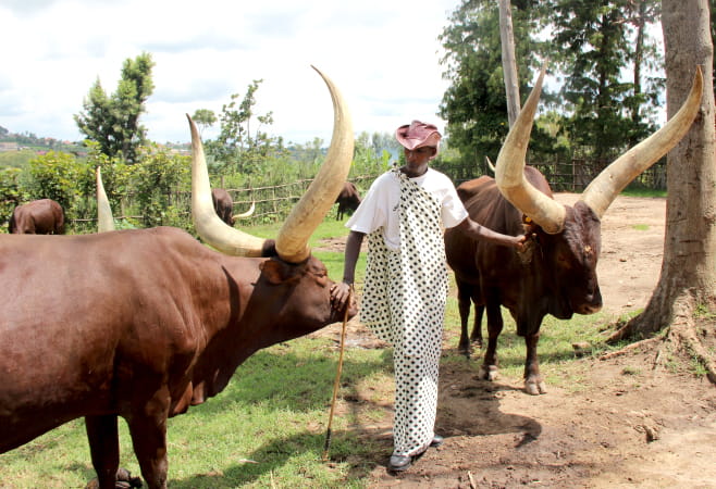 Rwanda's prestigious Royal cattle