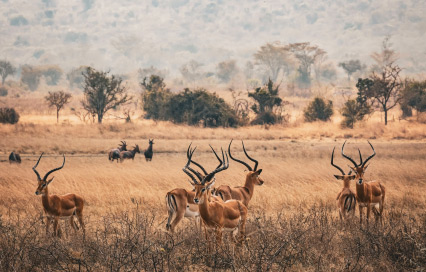 Animals in Rwanda Africa: A Guide to Rwanda’s Thriving Wildlife