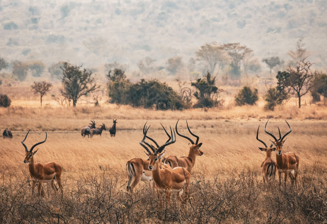 The impala gazelles standing in a grassy field at Akagera National Park, Rwanda