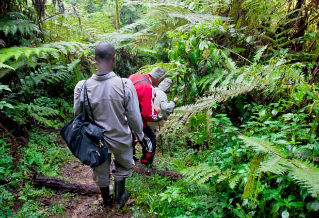 Tourists on a gorilla trek in the African rainforest in Forest National Park
