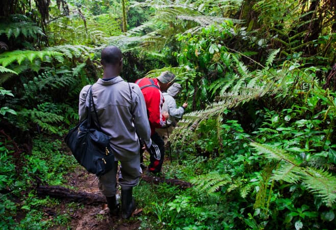 Tourists on gorilla trekking in the Forest National Park, Rwanda