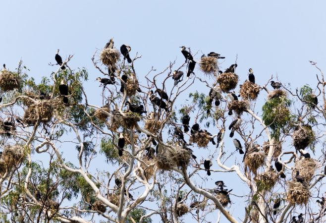 Trees full of White-breasted cormorant (Phalacrocorax lucidus) nests at Lake Kivu, Rwanda.