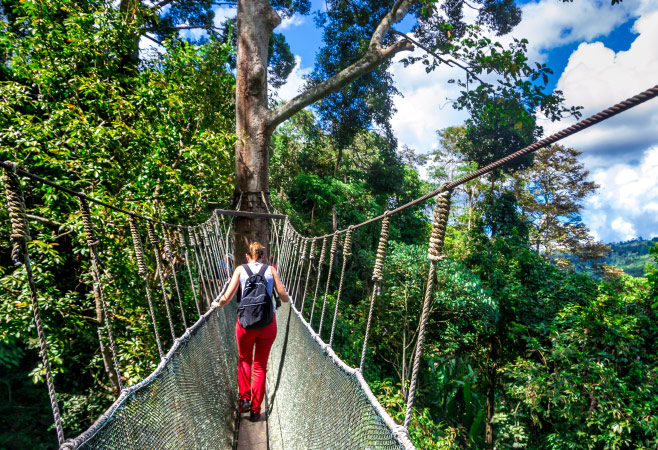 Walkway canopy tour