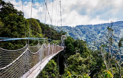 Canopy Walk in Nyungwe Forest: A Complete Guide to Rwanda’s Most Thrilling Forest Adventure Canopy Walk in Nyungwe Forest: A Complete Guide to Rwanda’s Most Thrilling Forest Adventure