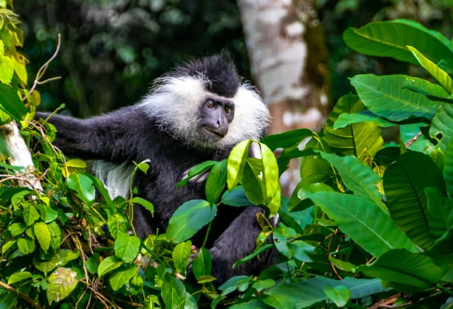 Wild Eastern Black-and-white Colobus, Rwanda. Nyungwe National Park, Africa