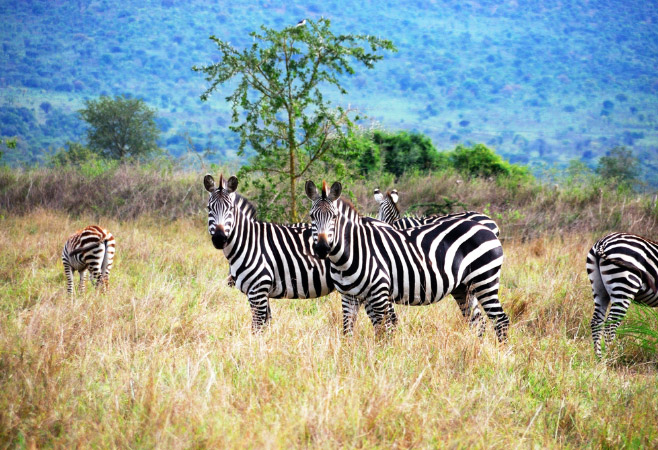 Zebras in Akagera National Park, Rwanda
